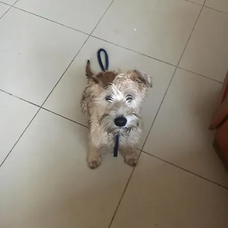 Fealys Vendégház Ennis