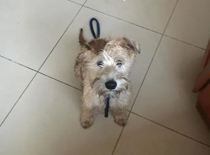 Fealys Gasthuis Ennis